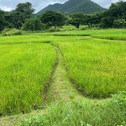 Love the green fields