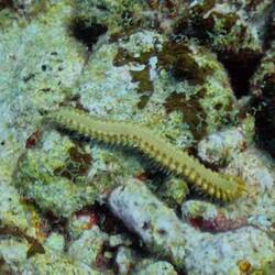 Fireworm