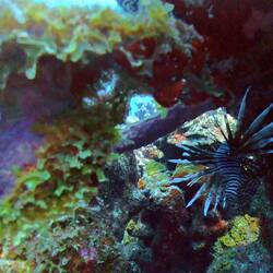 Lion fish 🎯