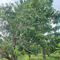 Longan trees