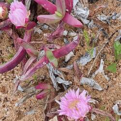 Pink pigface