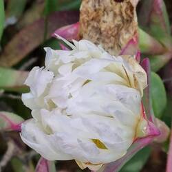 White pigface