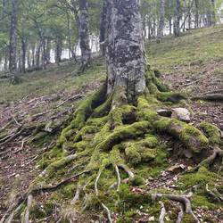 We walked through beautiful forest for several kilometers today.