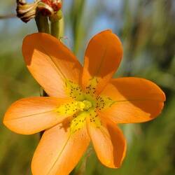 Moraea bifida