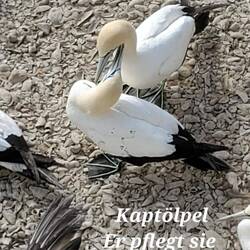 Balzrituale neben der Startbahn zum Abflug auf den Atlantik