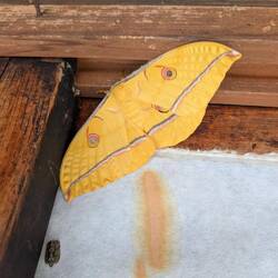 Schöner Nachtfalter