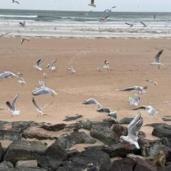 Die Möven fressen uns fast aus der Hand