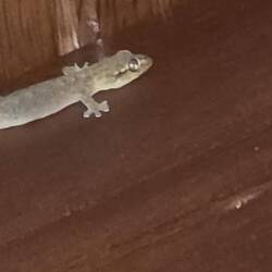 En Husgecko 🦎