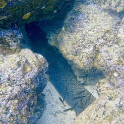 Gut versteckte Muräne