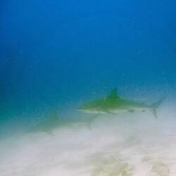 Gleich zwei mal Galapagos Hai