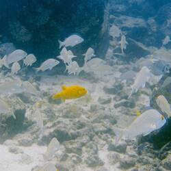 Kofferfisch in seiner goldenen Phase (Guineafowl Puffer)