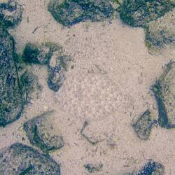 Gut versteckte Flunder