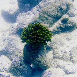 Ein kleines Tannenbäumchen 😊