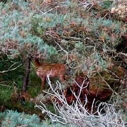 Diesmal hab ich sie aber rechtzeitig gesehen und einfach abgewartet, bis sie friedlich weiterzogen🦌