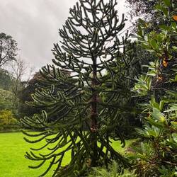 Beautiful fir trees. They feel like real life plastic trees. So soft and lovely to touch.