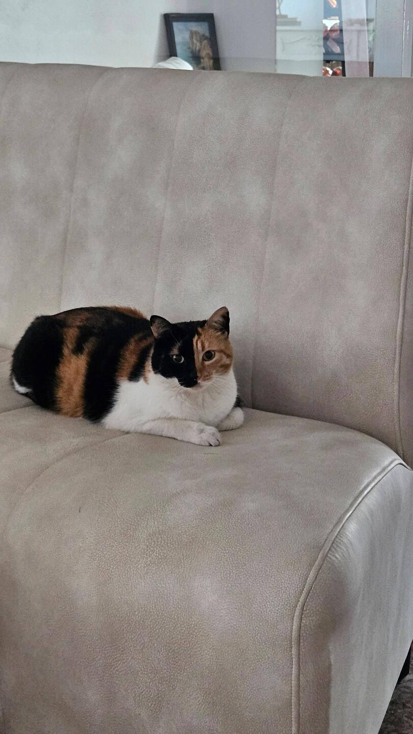 Die Hauskatze in unserer Unterkunft