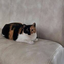 Die Hauskatze in unserer Unterkunft