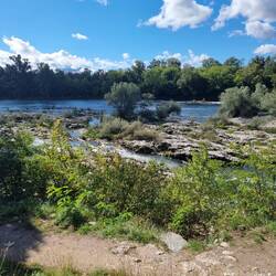 Hier ist der Rhein noch wild - und die Kormorane lauern zu Dutzenden auf die Fische