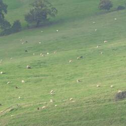 So many sheep