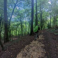 Into the woods