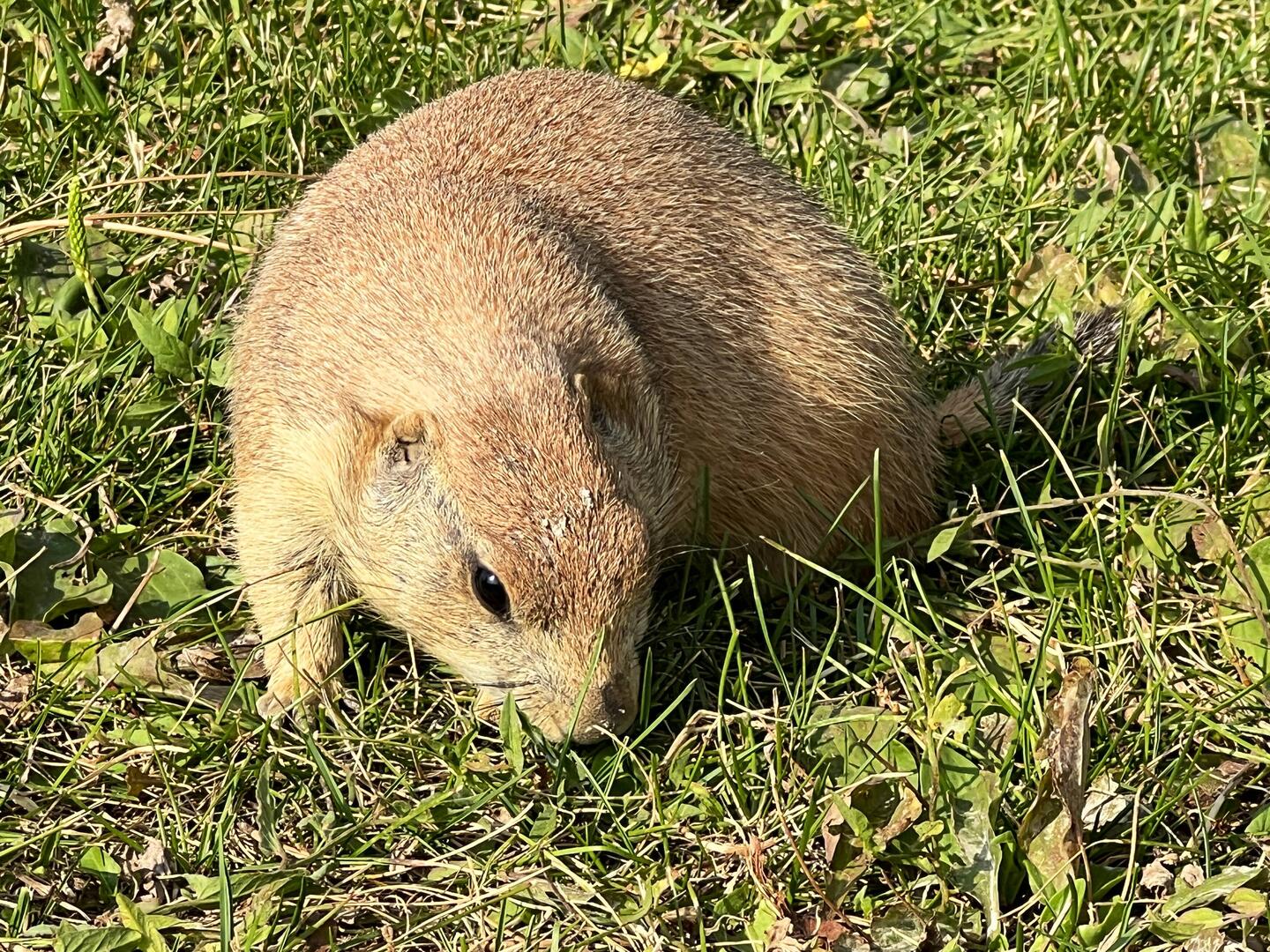 Prairie Dogs