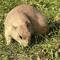 Prairie Dogs