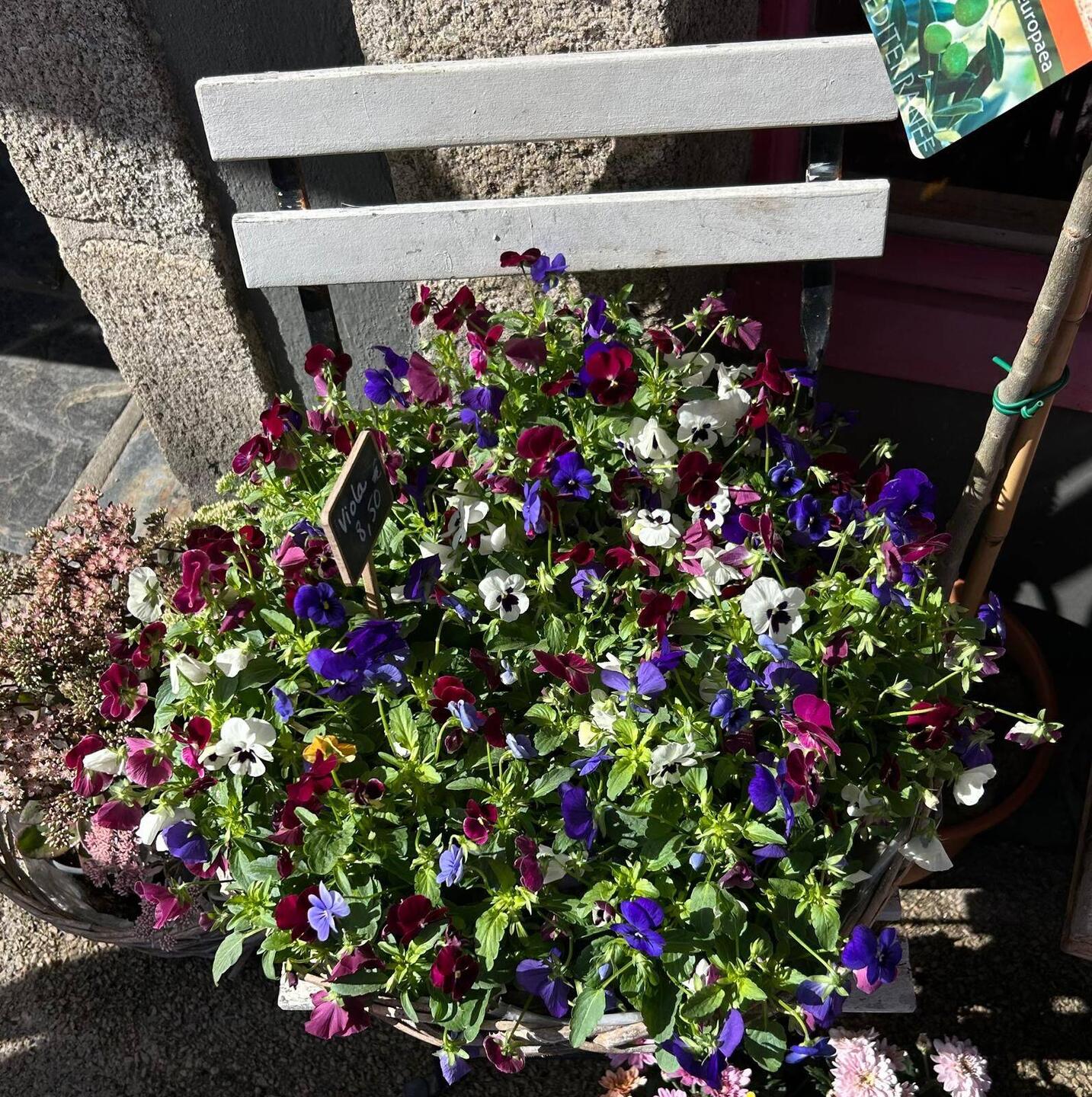 Hornveilchen im Herbst 🤔