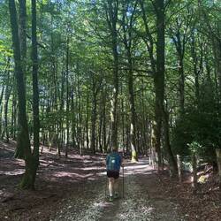 Lots of walking through the forest today.