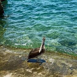 Der Pelikan schaut sich den Trouble seelenruhig an