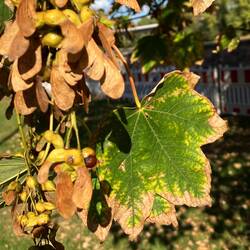 der Herbst kündigt sich an🍂🍁