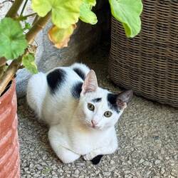 Petit chat qui attendait les miettes 🥹