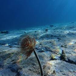Röhrewurm ir Blue Lagoo