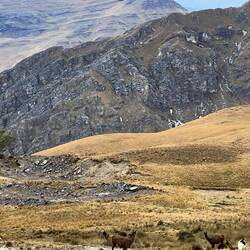 And finally the long awaited Llama!