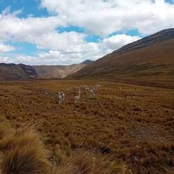 Llamas or maybe Alpacas, shaved