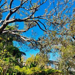 Een Kookaburra! Een vogel die groter is dan ie lijkt, en die meer lachen dan fluiten...