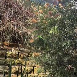 Nog een keer een Rainbow Lorikeet