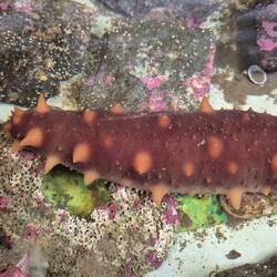 Diese kleine große Seeschnecke durfte man sogar anfassen. Haben wir uns aber nicht getraut