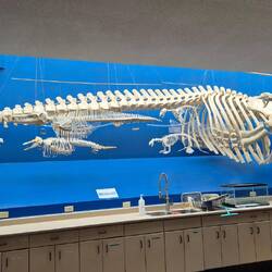 Ein Grauwal mit ein paar Seehunden im Größenvergleich. Mächtig gewaltig!