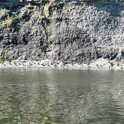 A colony of ducks or geese