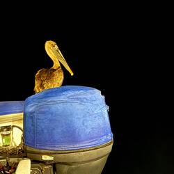 Das neuste Mirglied der Truppe - Peter der 4.