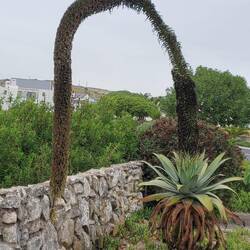 Eine Aloe mit etwas überdimensioniertem Blütenstand.