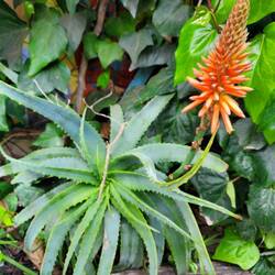Eine Aloe mit normalem Blütenstand.