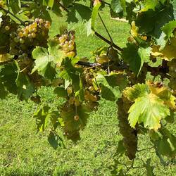 Erntereife Weintrauben