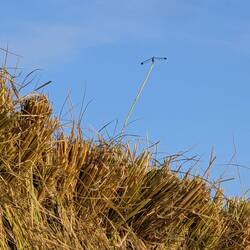 Man beachte die Libelle