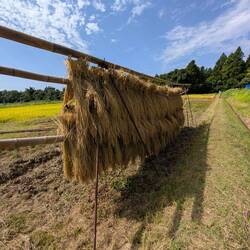 Unser Reis von letzter Woche, fast trocken