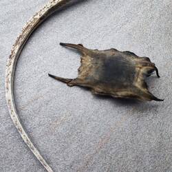 Eine Seenadel und Eier von einem Hai