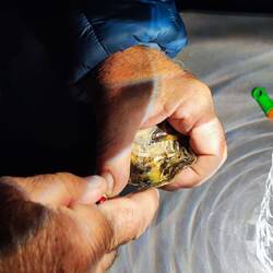 Volkmar knackt Austern