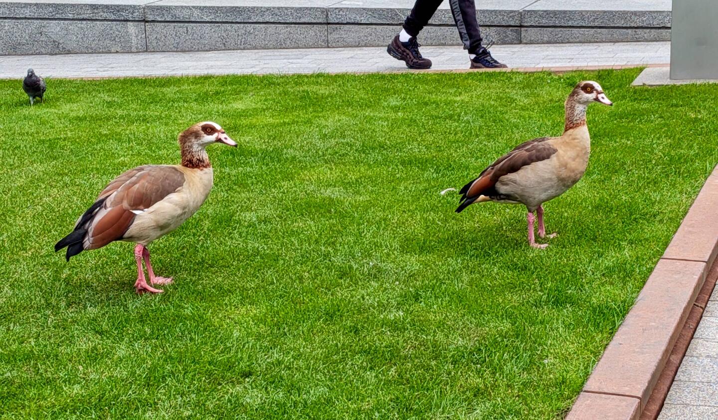 Some local residents of the canal.