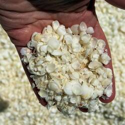 Shell from Shell beach