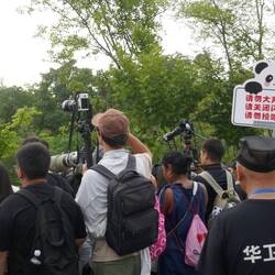 Pandamonium - Chinese tourists flocking to get their perfect snap.